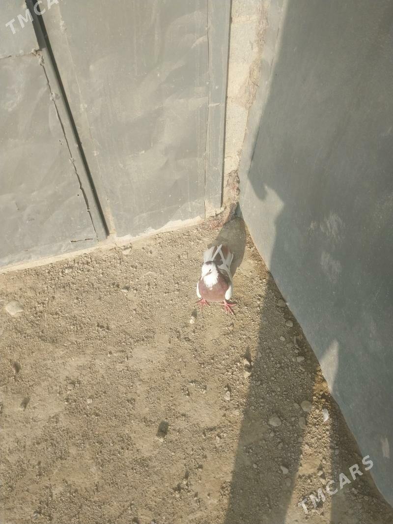 kepderi - Берекет - img 1