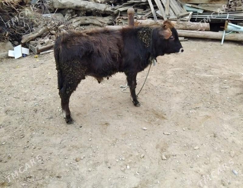 OȘWES OKÜZ YERLI TOHIM MAL - Aşgabat - img 1