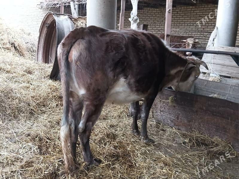 Bogaz sygyr - Dänew - img 1