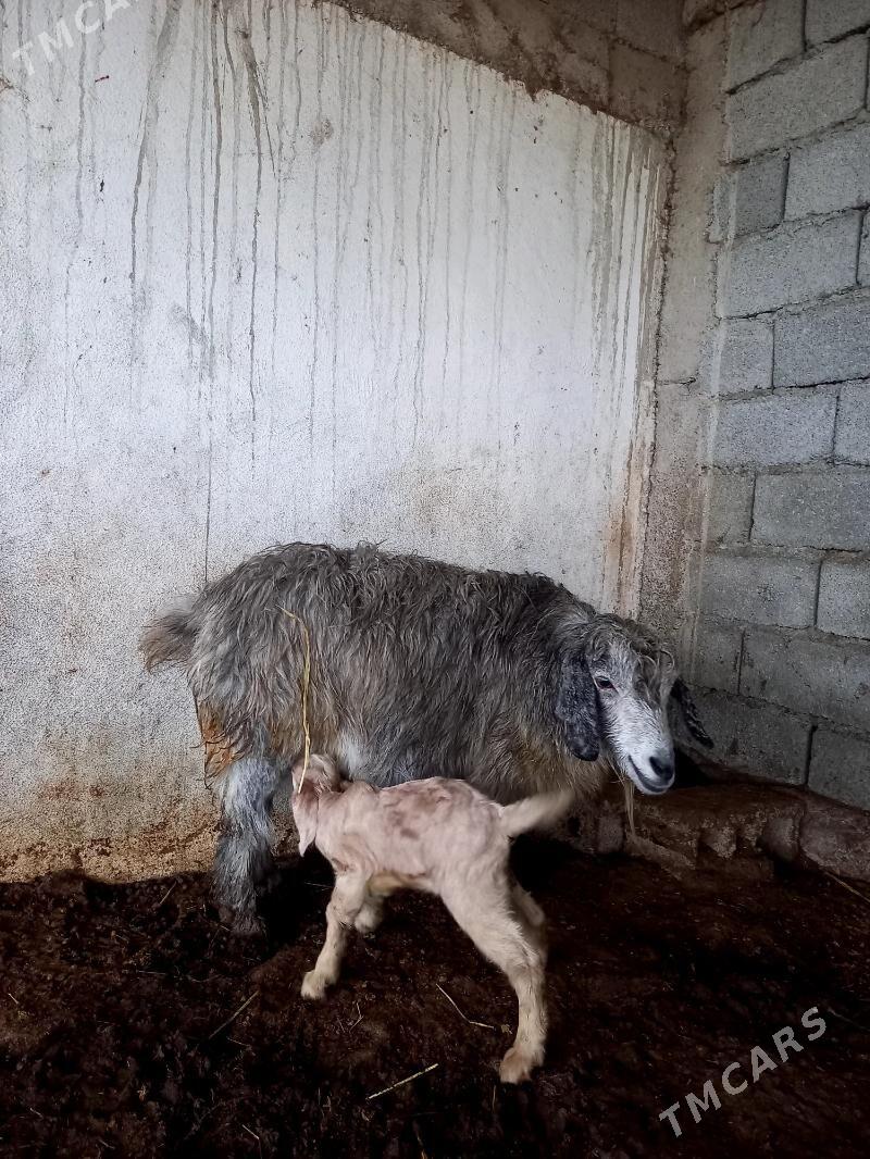 PÄKISTAN OWLAKLY GEÇI - Gökdepe - img 1