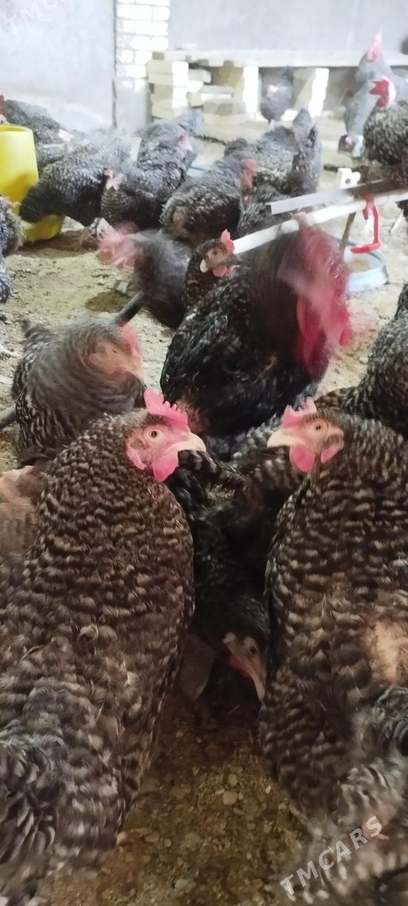 Towuk Dominant - Мары - img 1