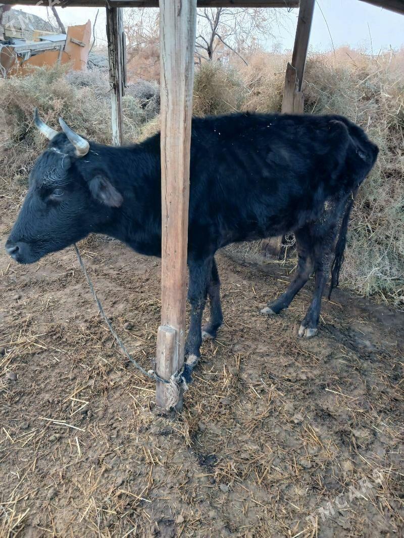 sygyr - Бедев - img 1