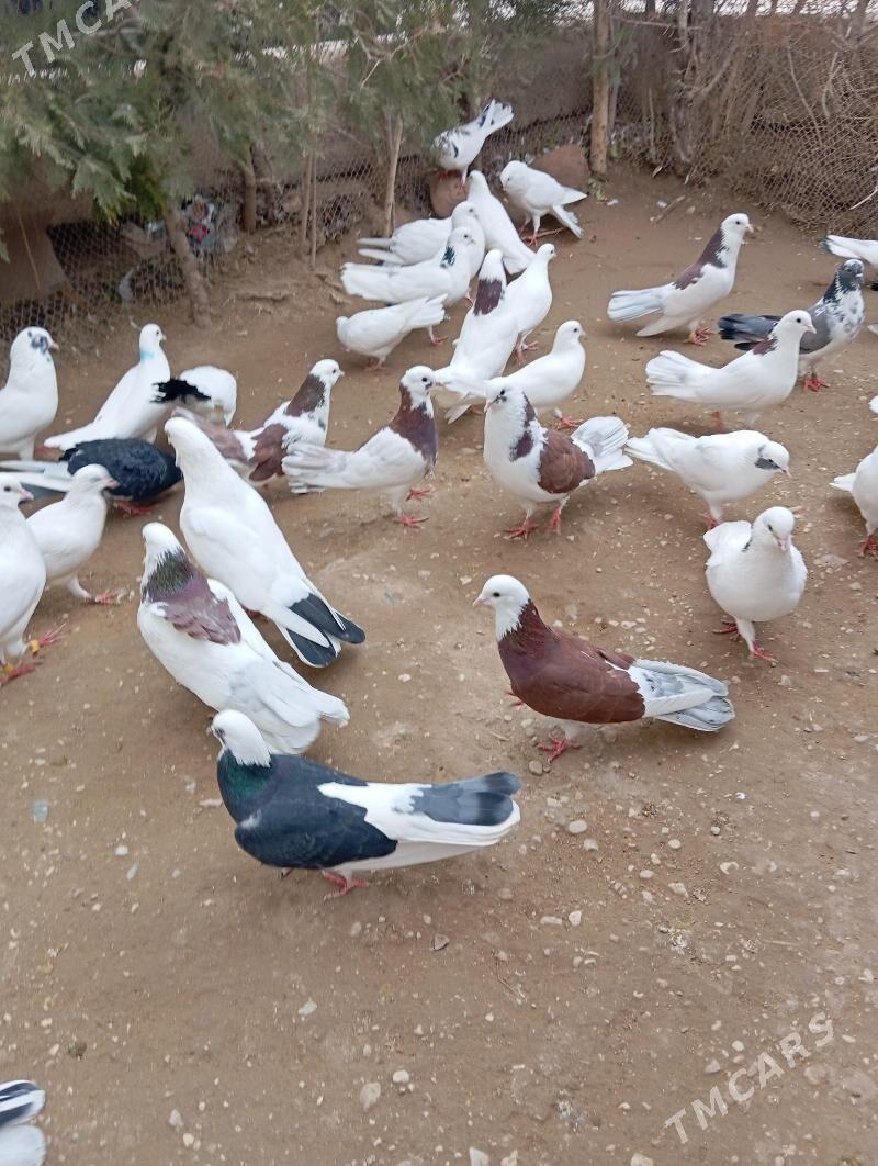 kepderi - Balkanabat - img 1