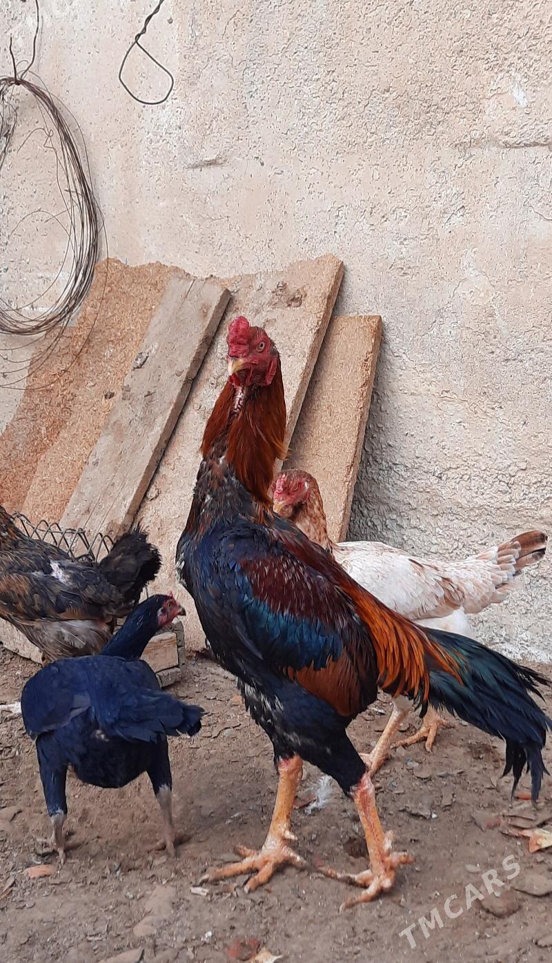 Taşkent Horaz - Ýaşlyk - img 1