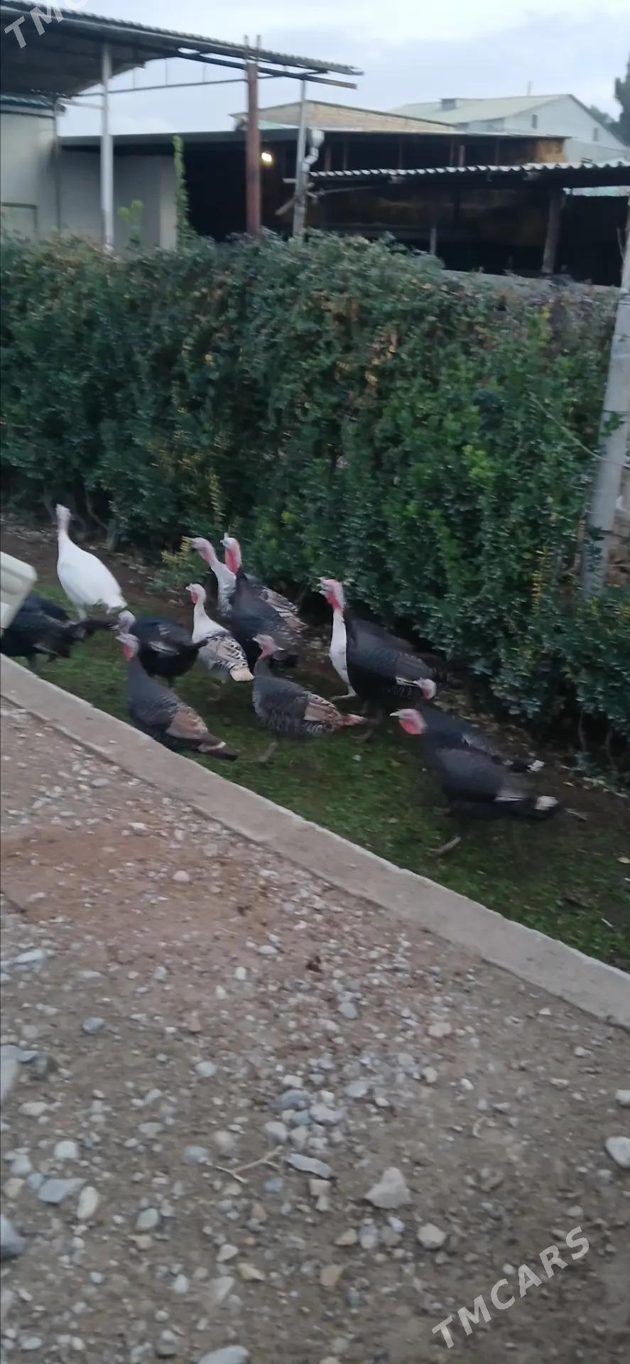 Induk horaz towuk - Änew - img 1