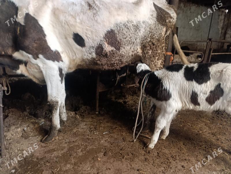 Саглык - Туркменабат - img 1