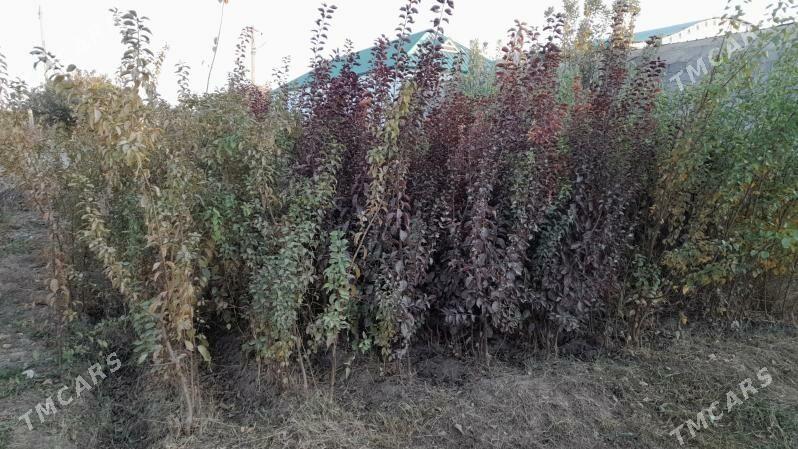 miwéli Baglar - Гёкдепе - img 1