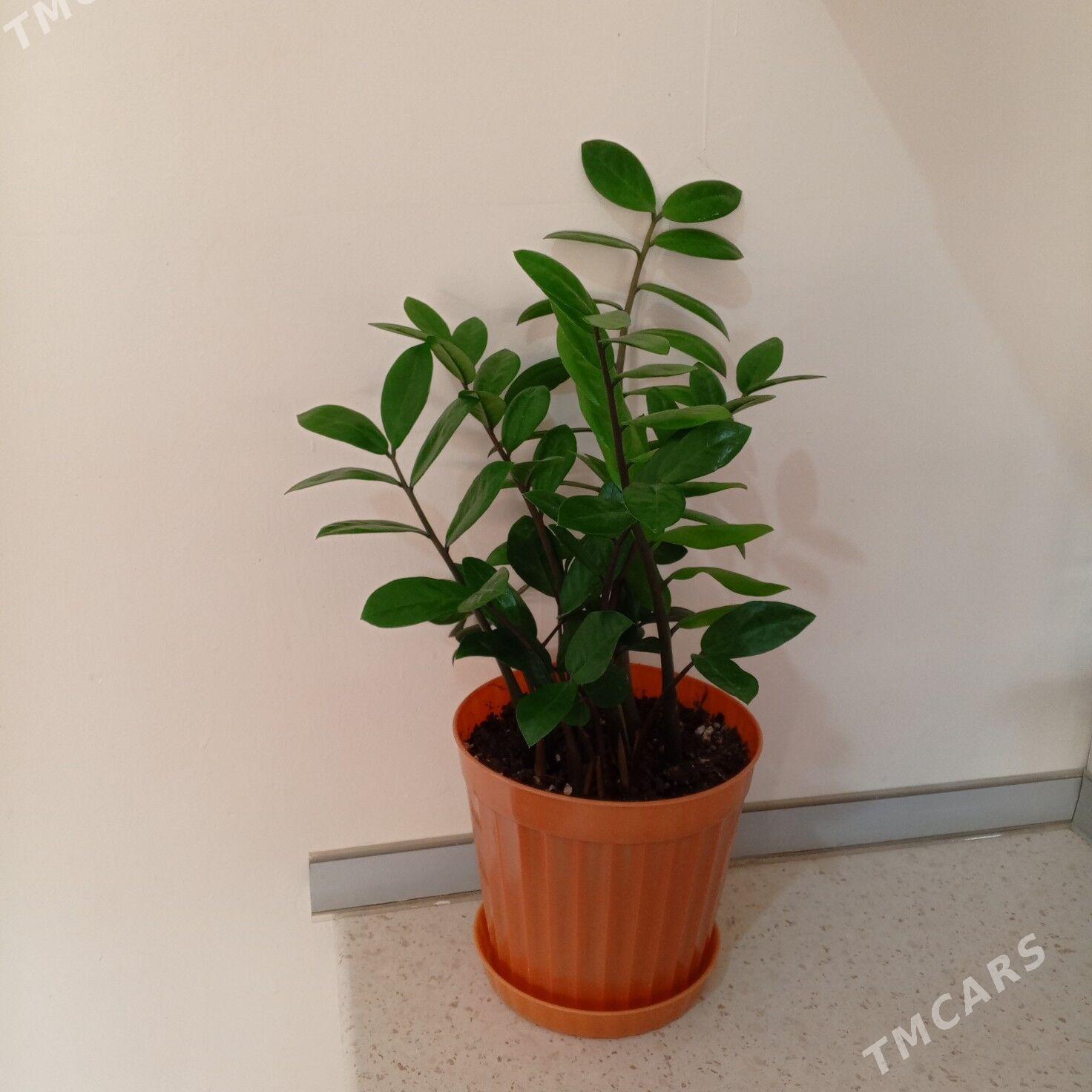 Otag gulleri - Аркадаг - img 1