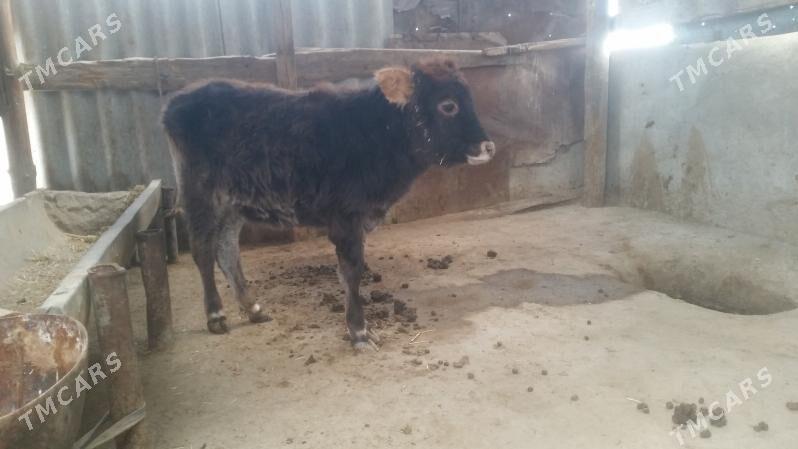 Tuwe - Gyzylarbat - img 1