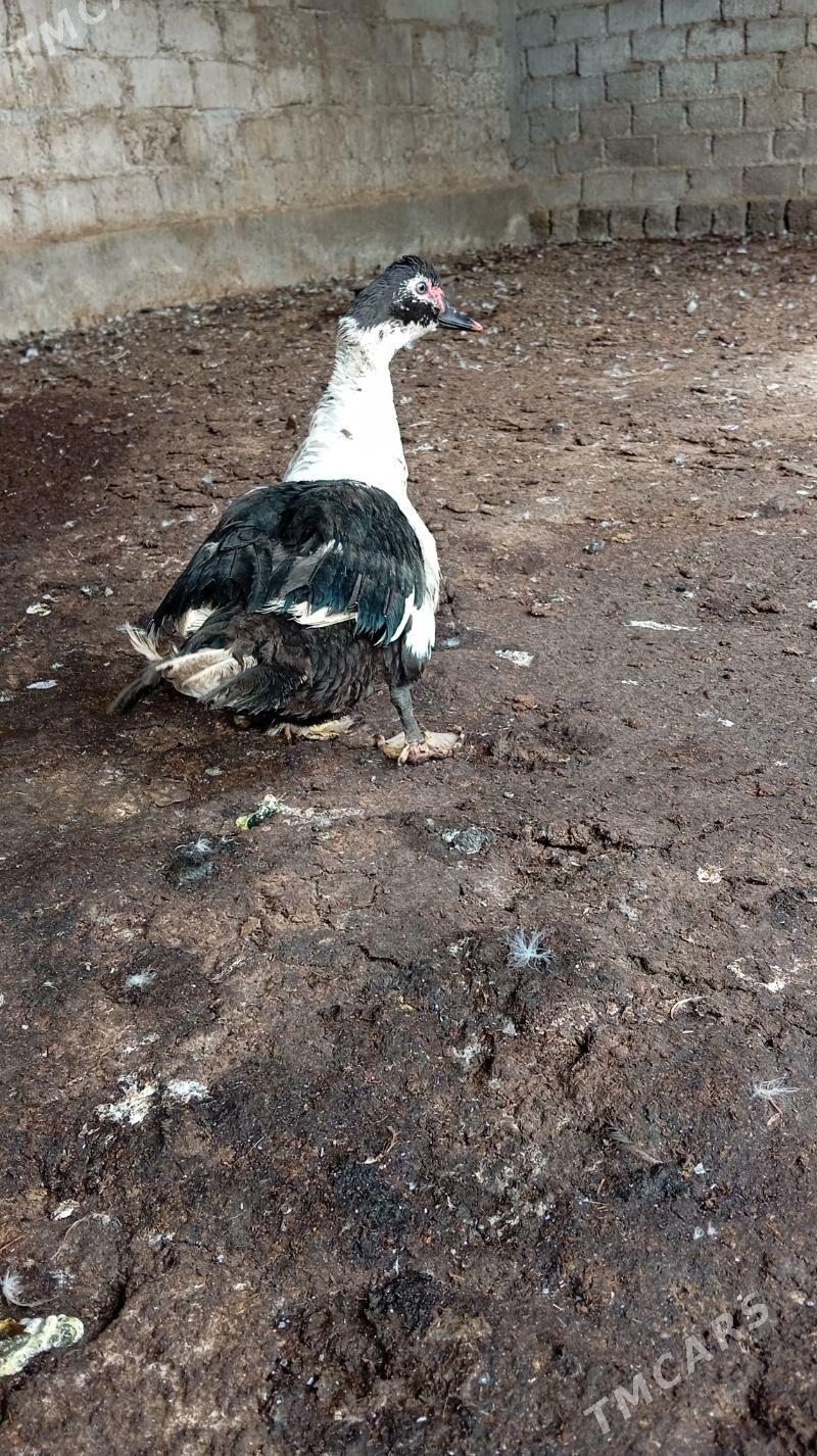 ýaşylbaş - Gökdepe - img 1