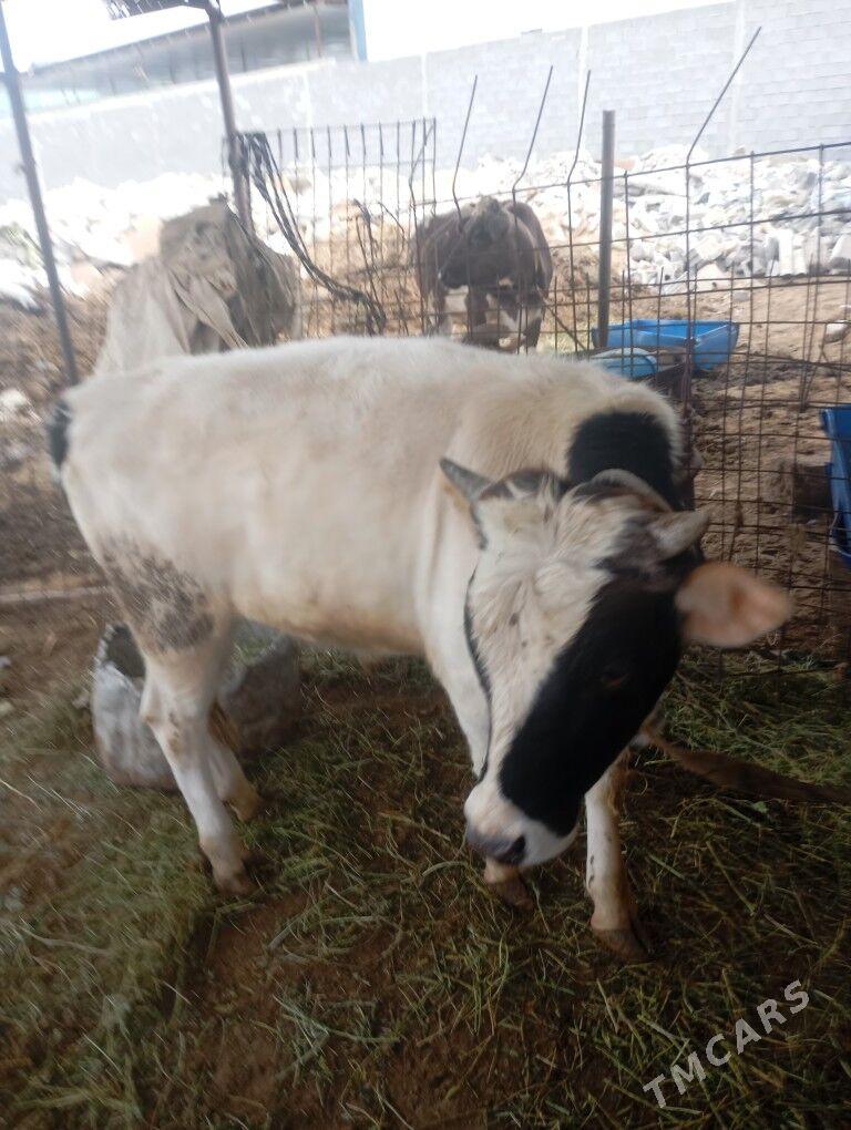 okiz. - Чоганлы - img 1