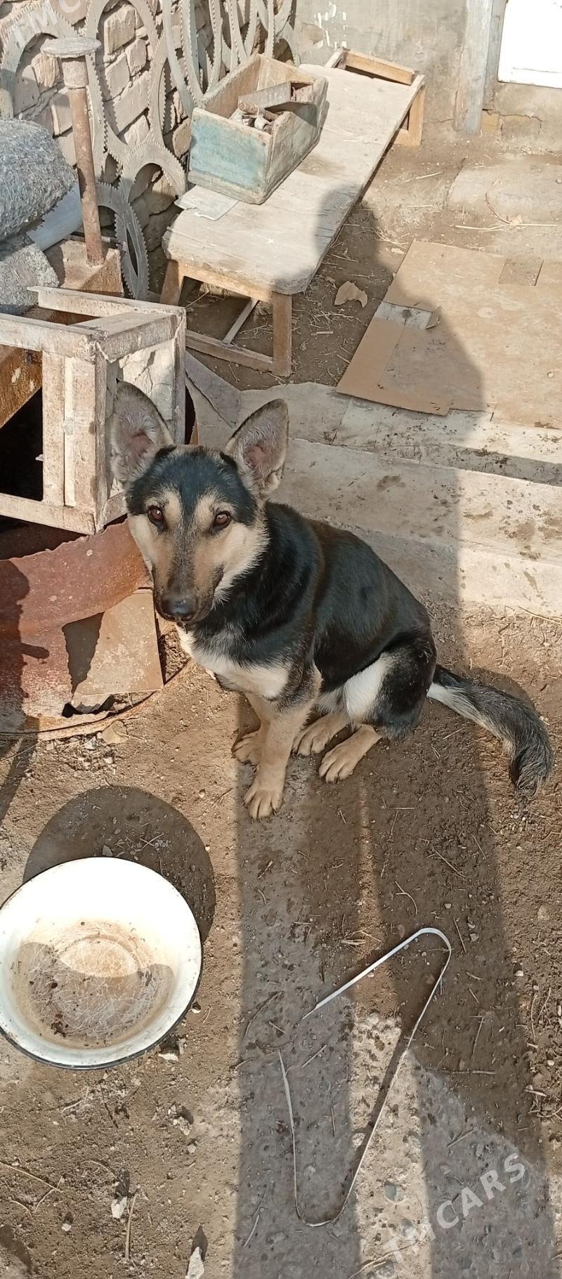 Afcarka - Türkmenabat - img 1