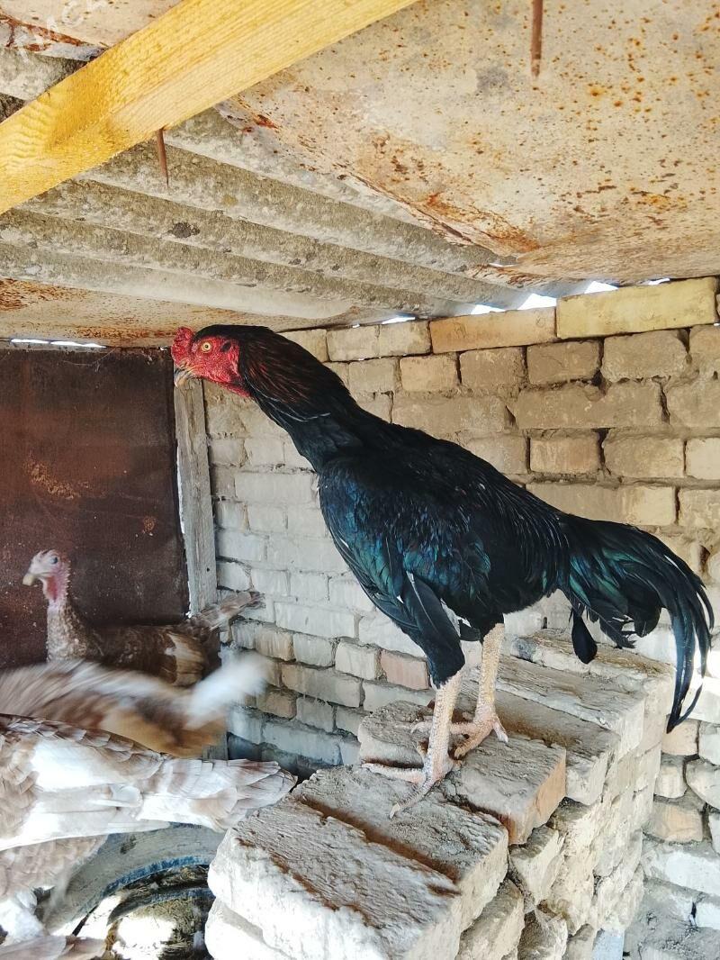 TASKENT, INDUK, KARLIK. - Кака - img 1