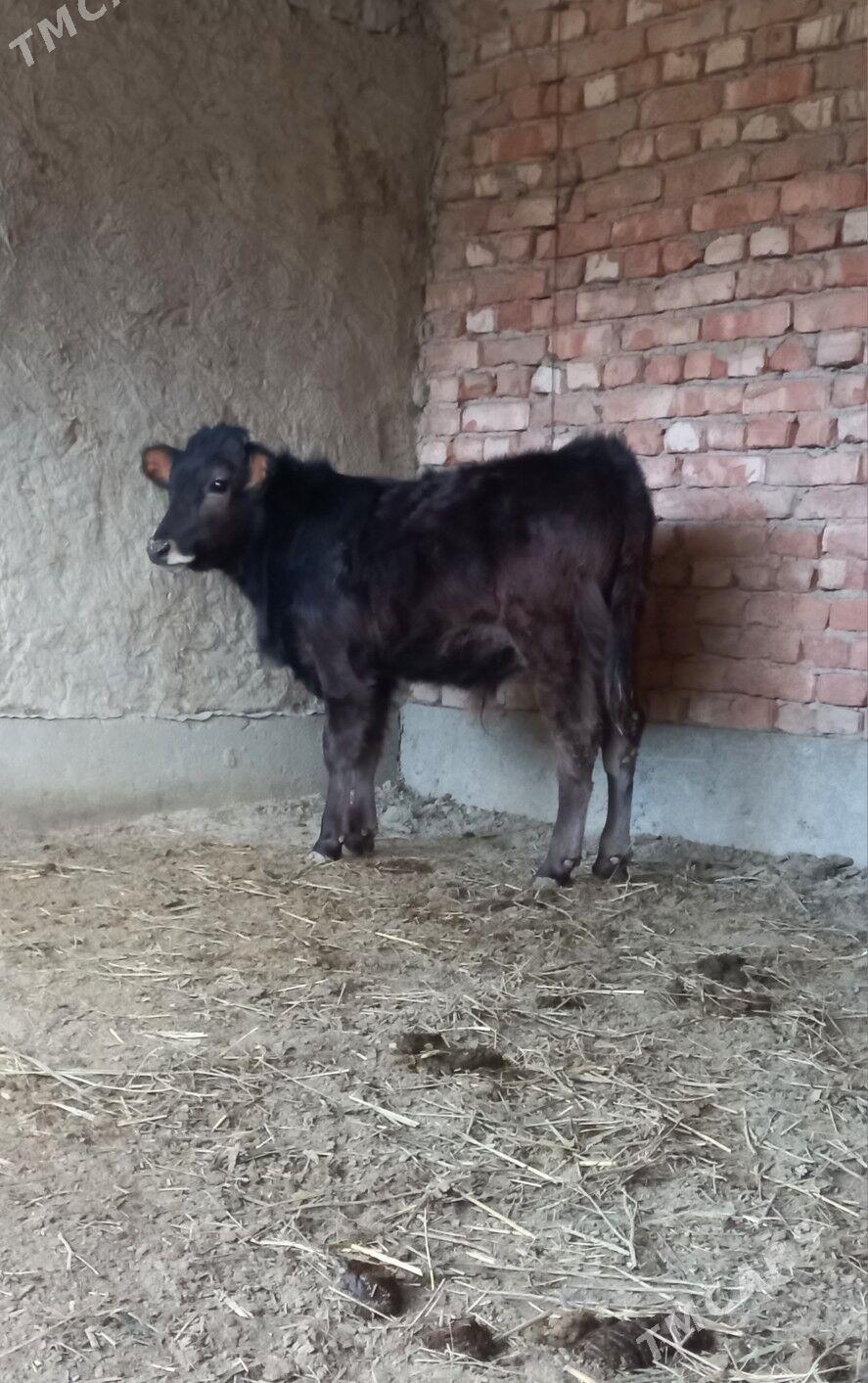 ökuz - Bäherden - img 1