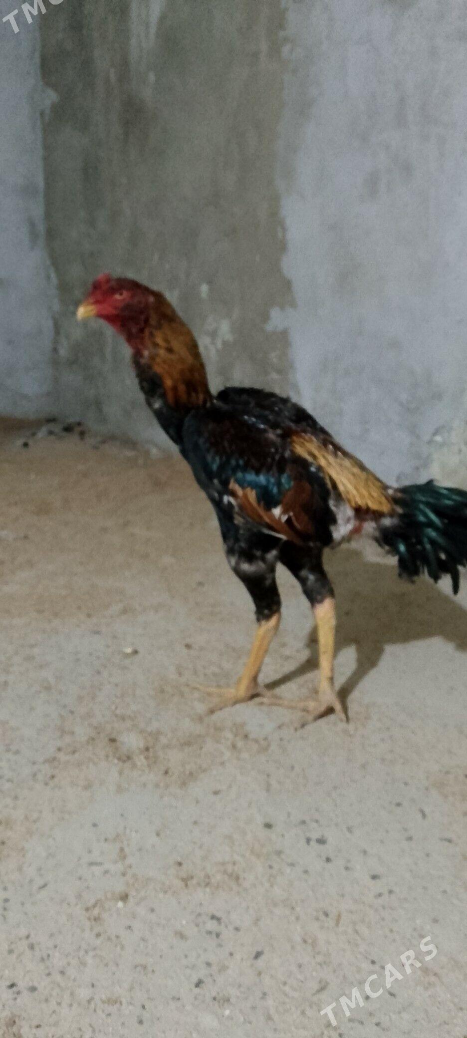 boes - Çärjew - img 1