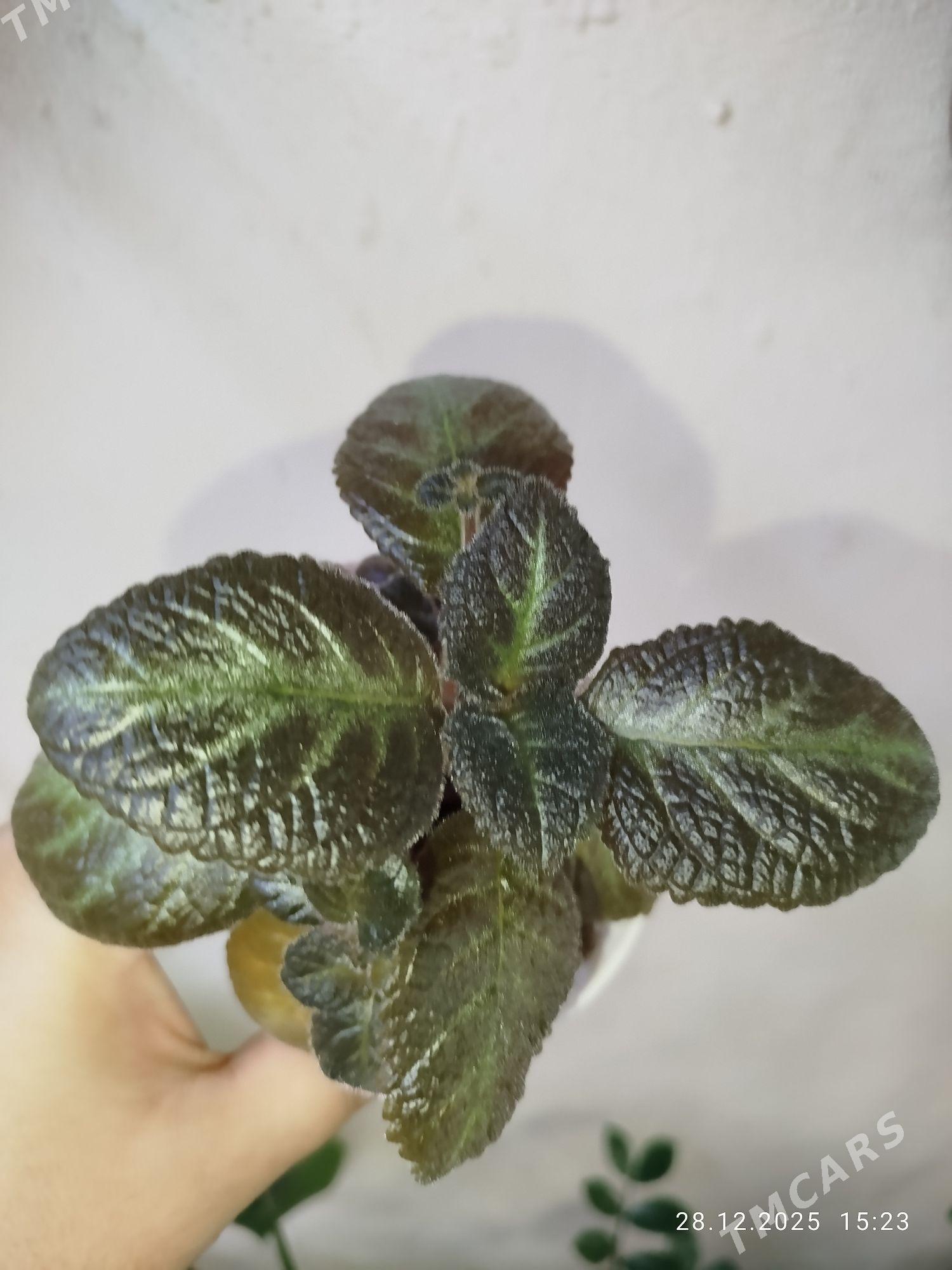 Эписция - Рухабат (90-й разьезд) - img 1