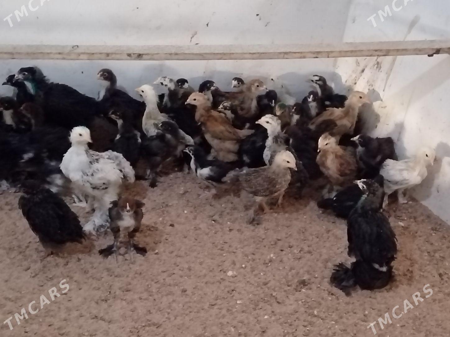 Brama jüýje - Büzmeýin - img 1