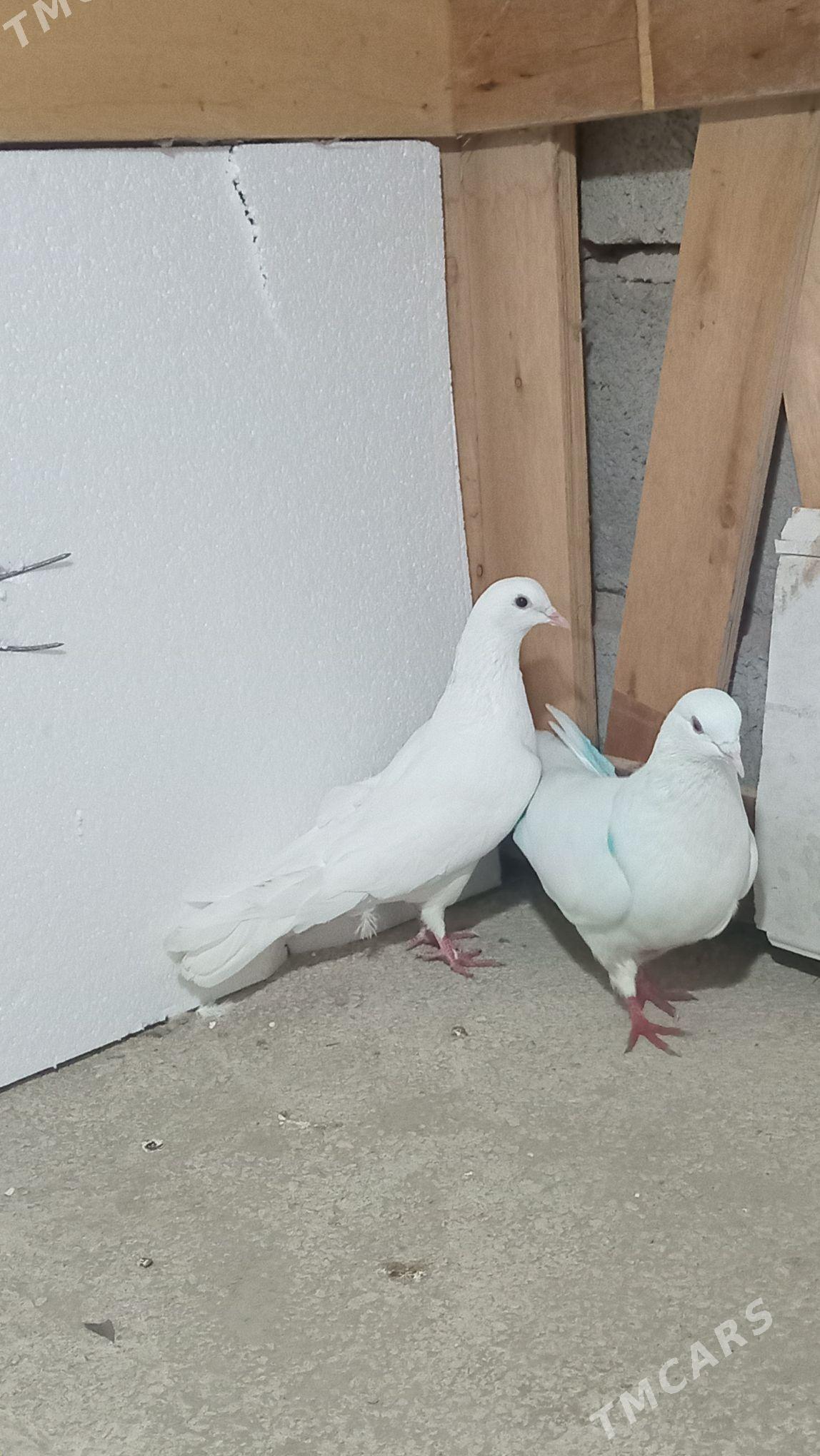 kepderi - Гызыларбат - img 1