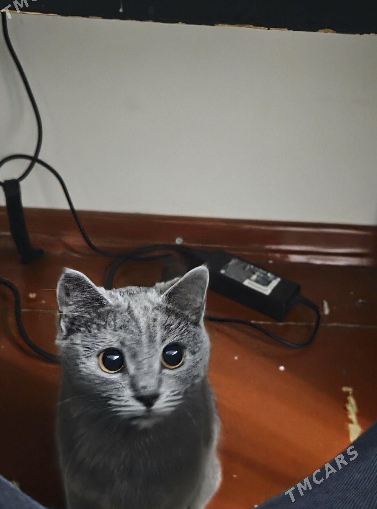 кошка - Ашхабад - img 1