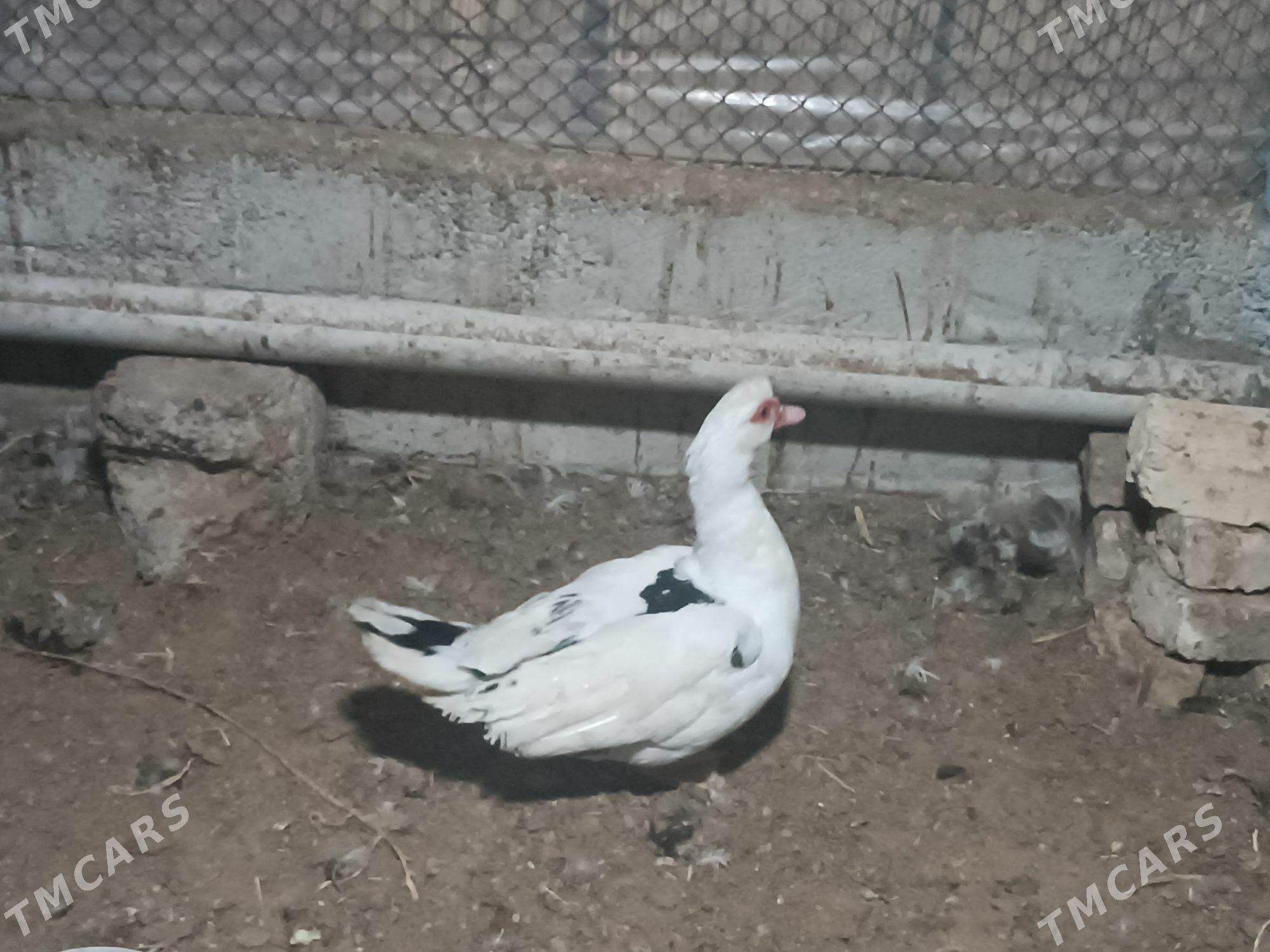 INDAUTGA - Мары - img 1