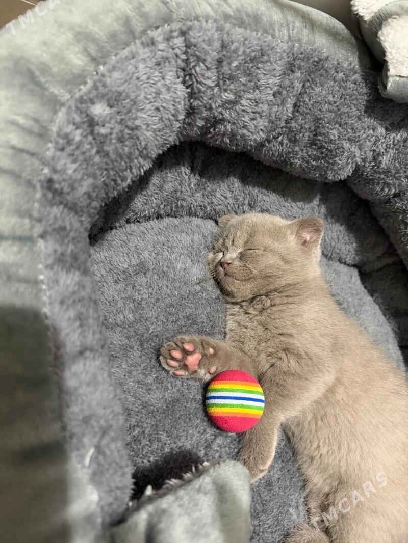 веслоухий шотландская шиншилла - 3 мкр - img 1