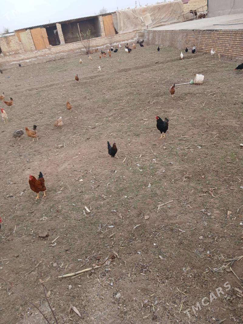 towuklar - Hojambaz - img 1