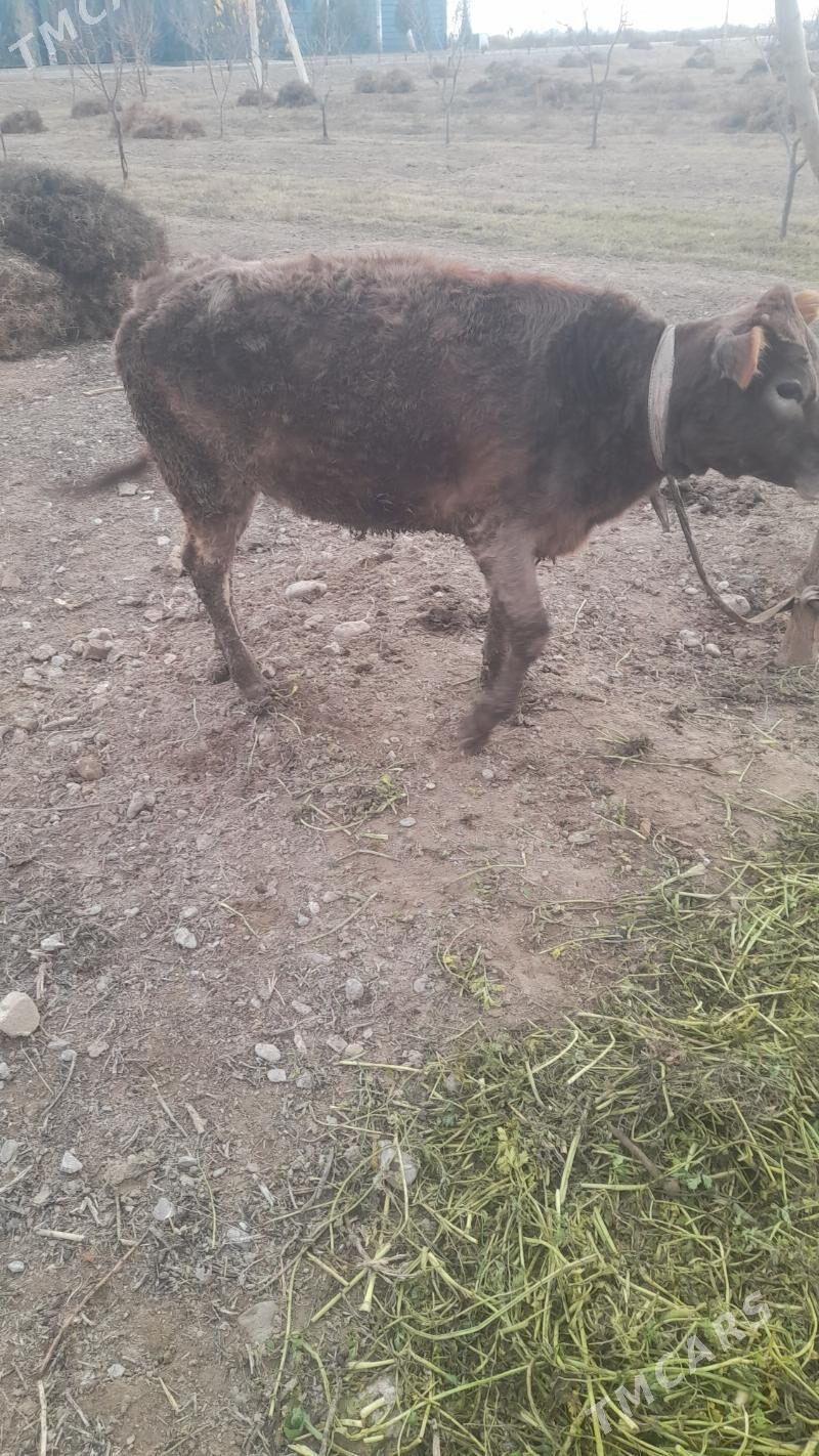 tuwe gole - Ýalkym - img 1