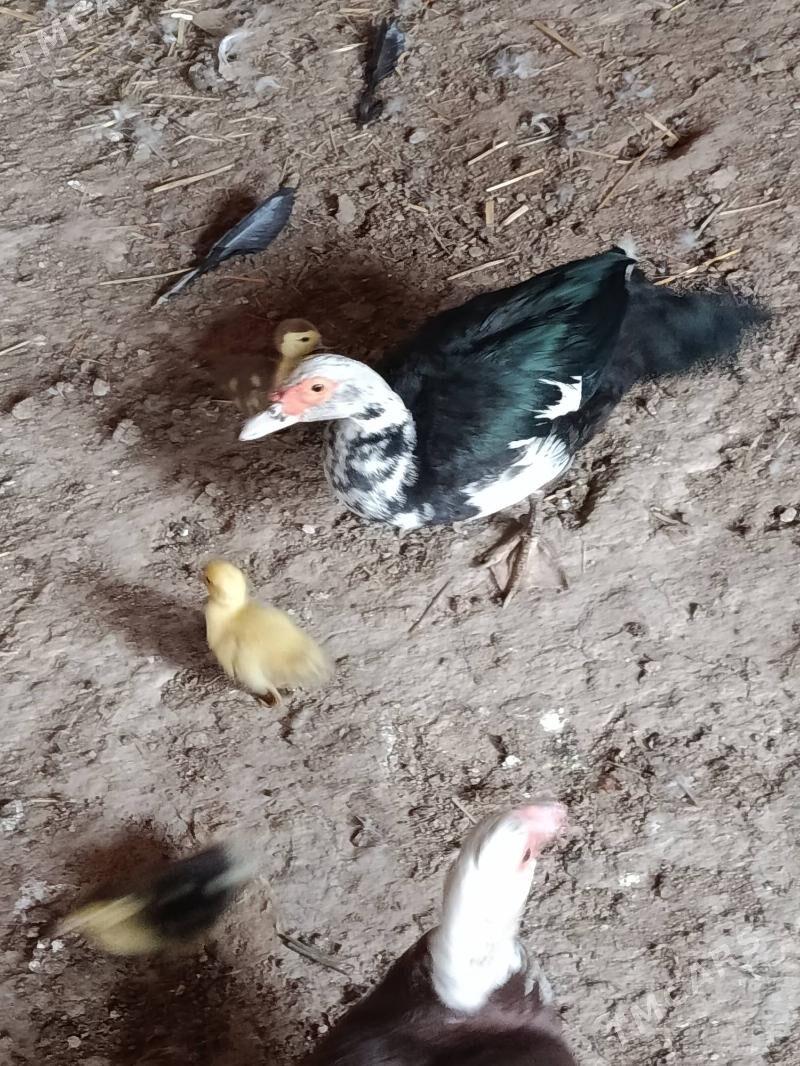 jujili ordek - Murgap - img 1