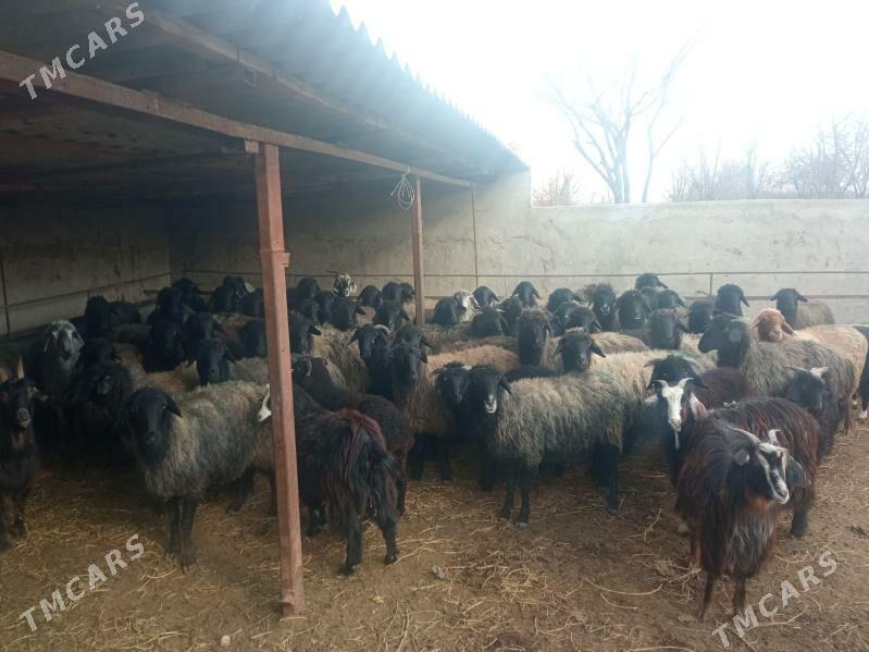 goýun - Багир - img 1