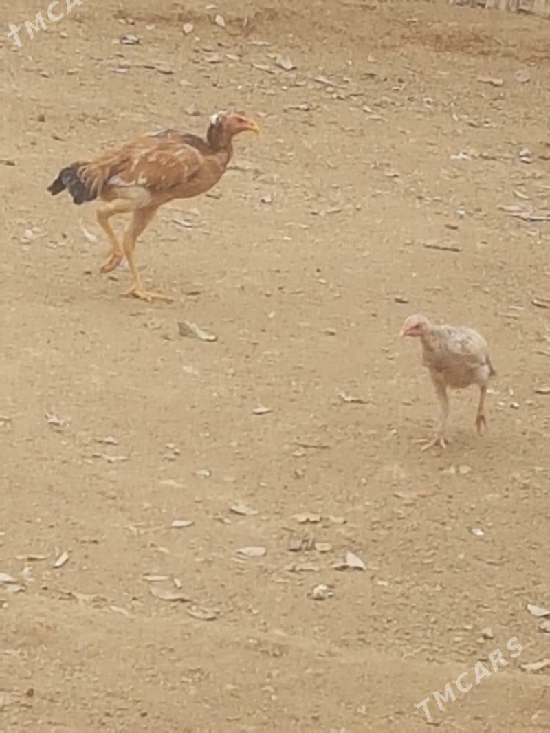 maki - Magdanly - img 1