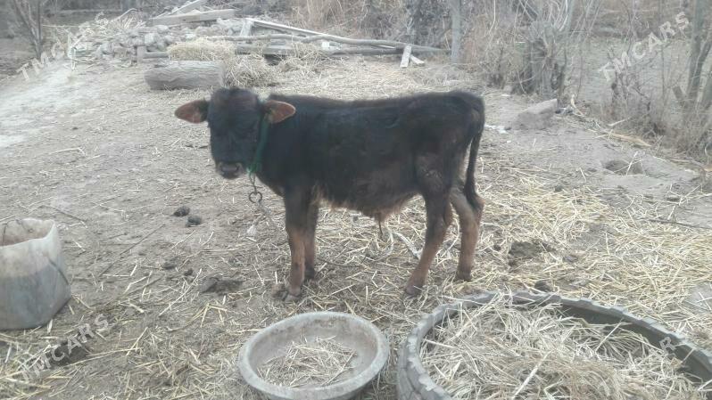 Öküzçe - Çärjew - img 1