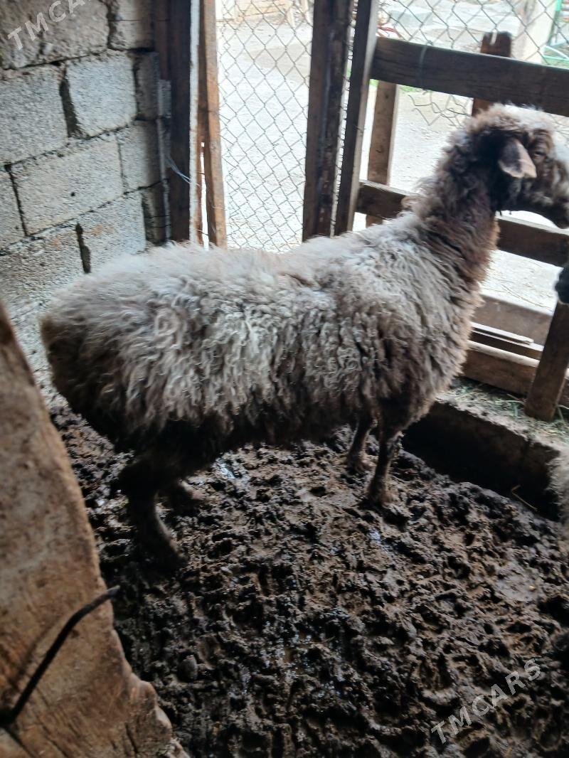 Goyun - Бузмеин - img 1