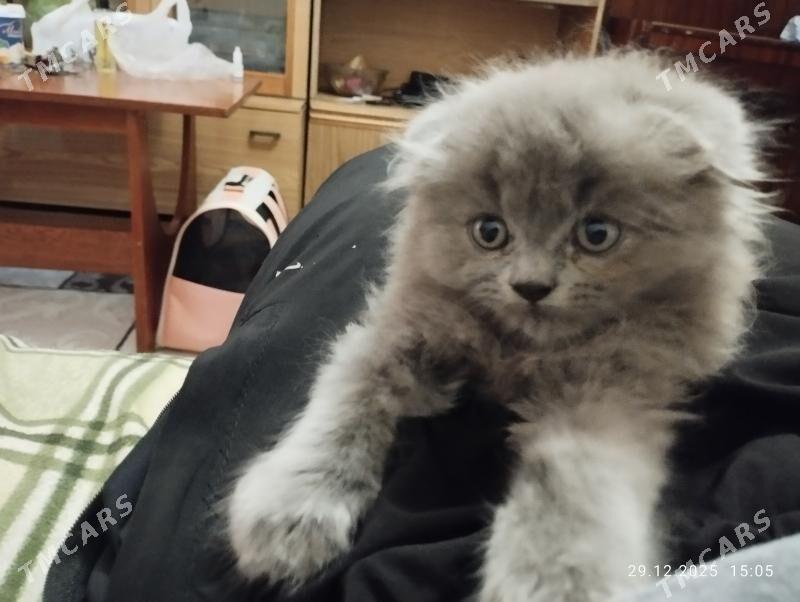 вислоухие котята - Mary - img 1