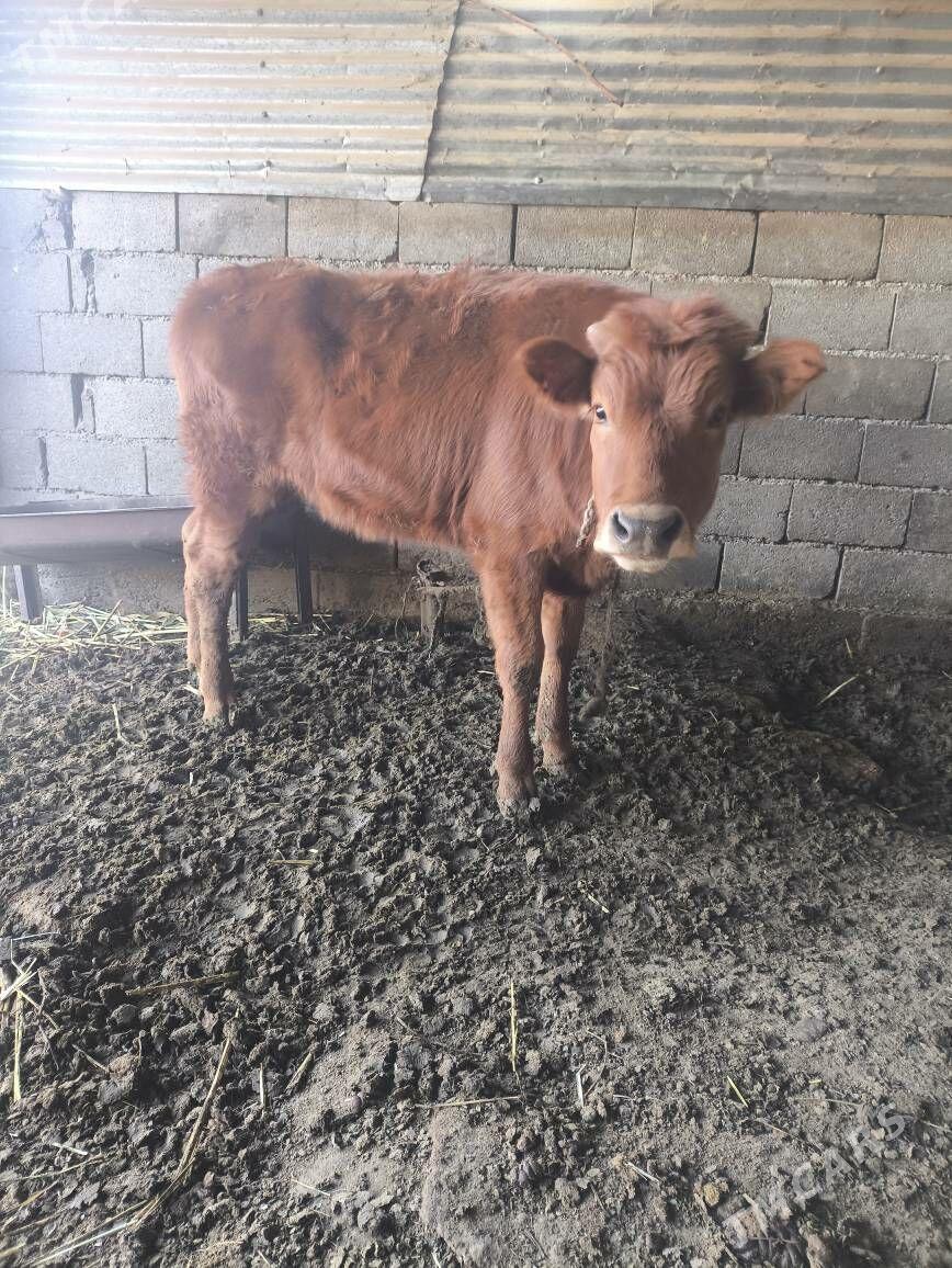 tohum tüwe - Ак-Бугдайский этрап - img 1