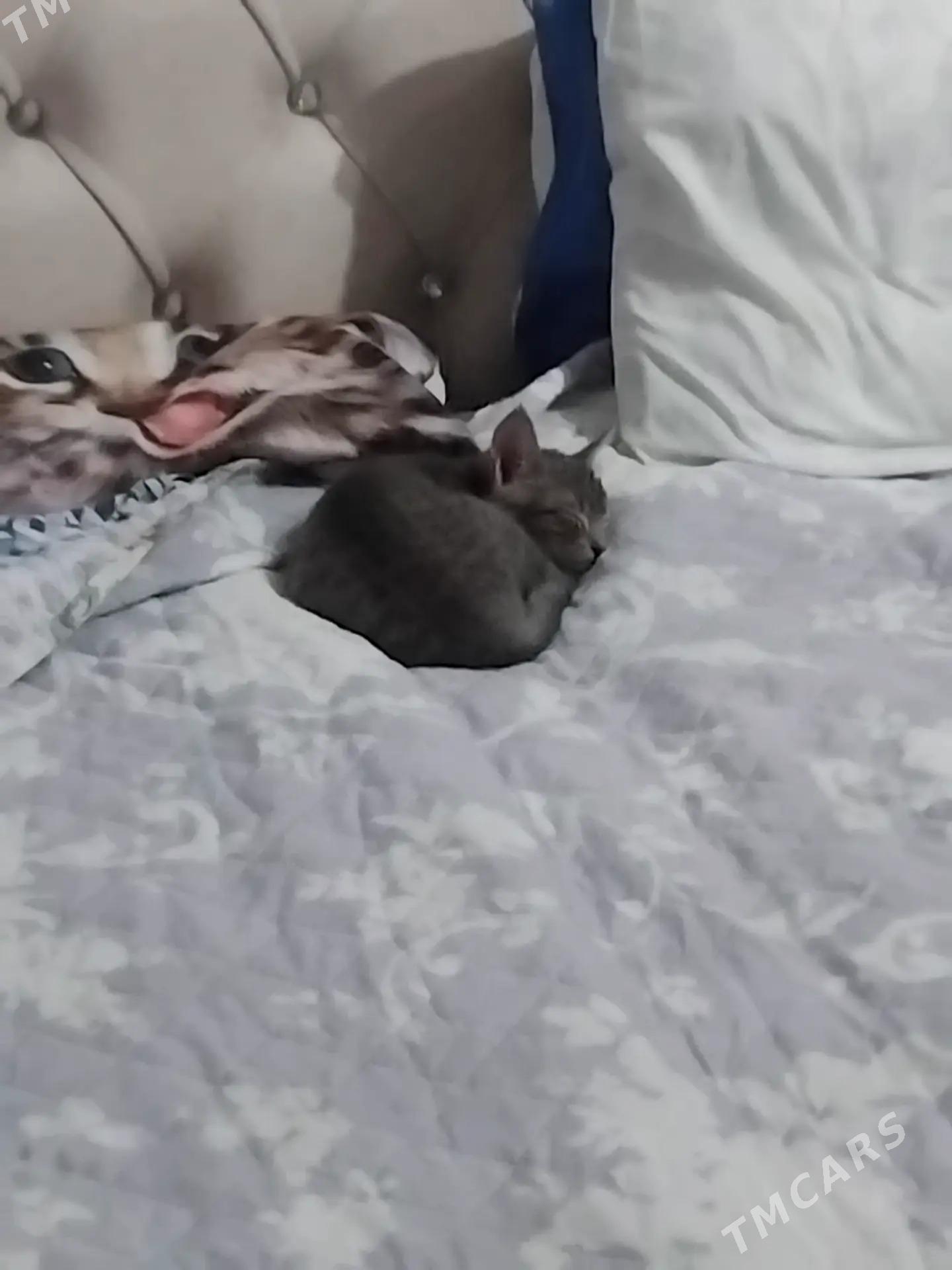 котёнок 3 месяца - Türkmenabat - img 1