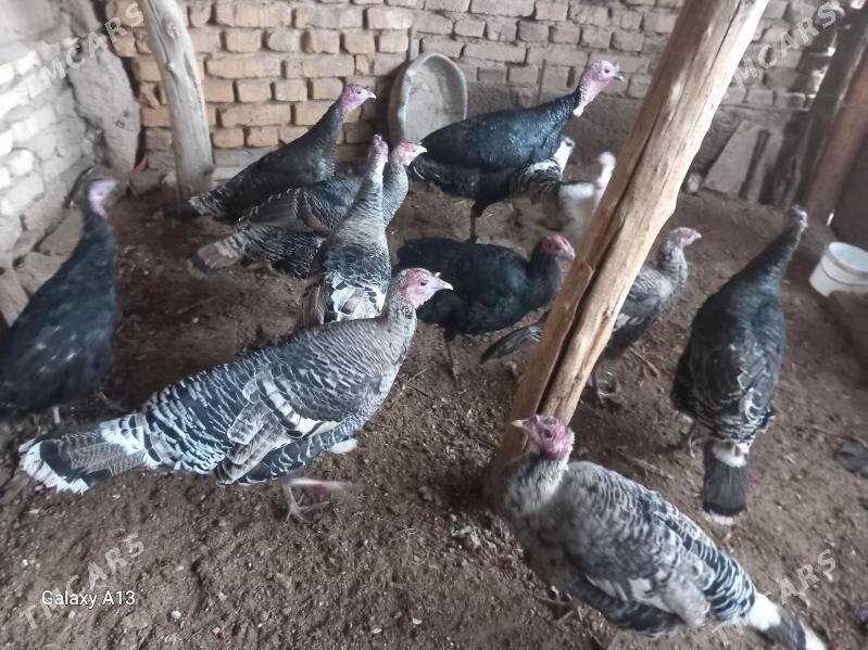 induk - Görogly (Tagta) - img 1