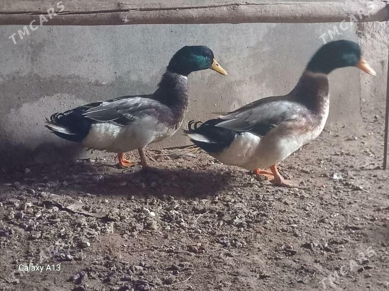 ordek yashylbash - Гороглы (Тагта) - img 1