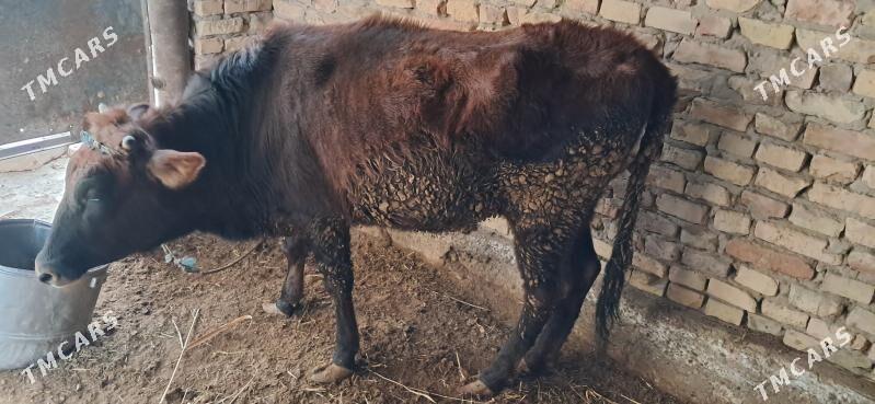 sygyr - Türkmenabat - img 1