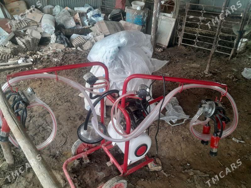 Göleli sygyr - Байрамали - img 1