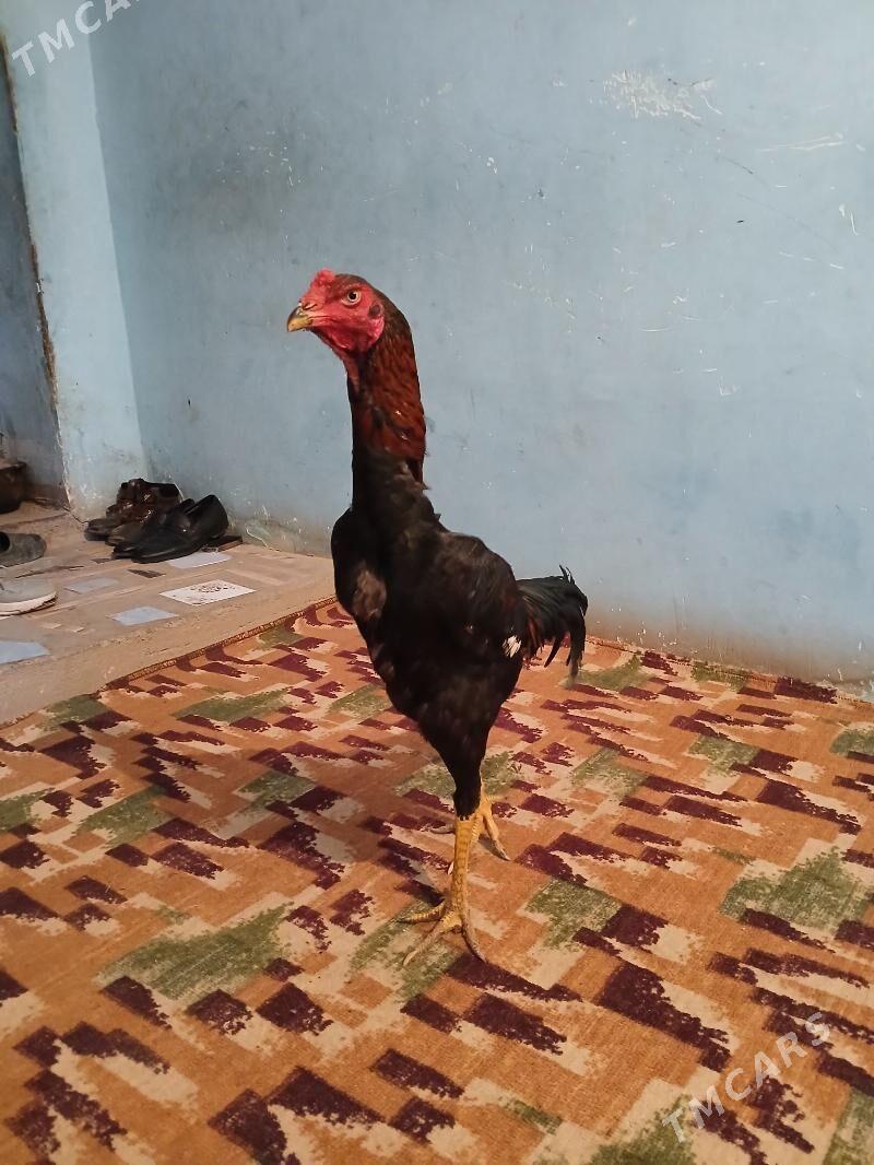 jüje horaz - Daşoguz - img 1