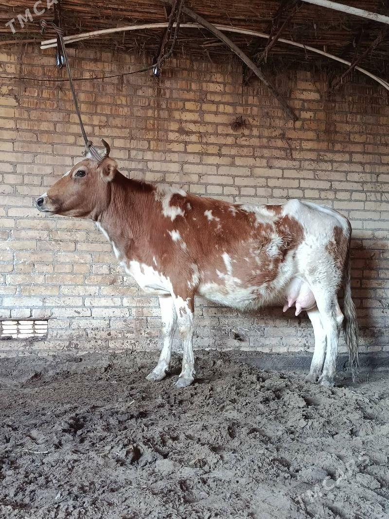 саглык голели сыгыр - Чарджоу - img 1