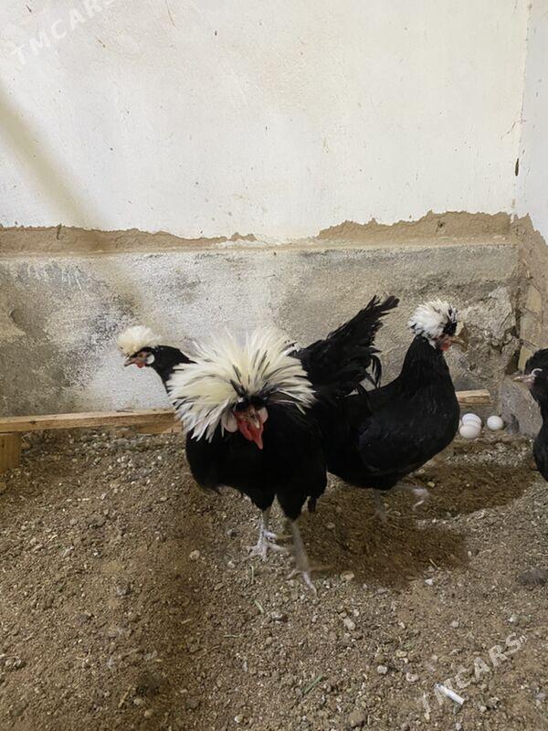 fizan towuk - Baýramaly - img 1