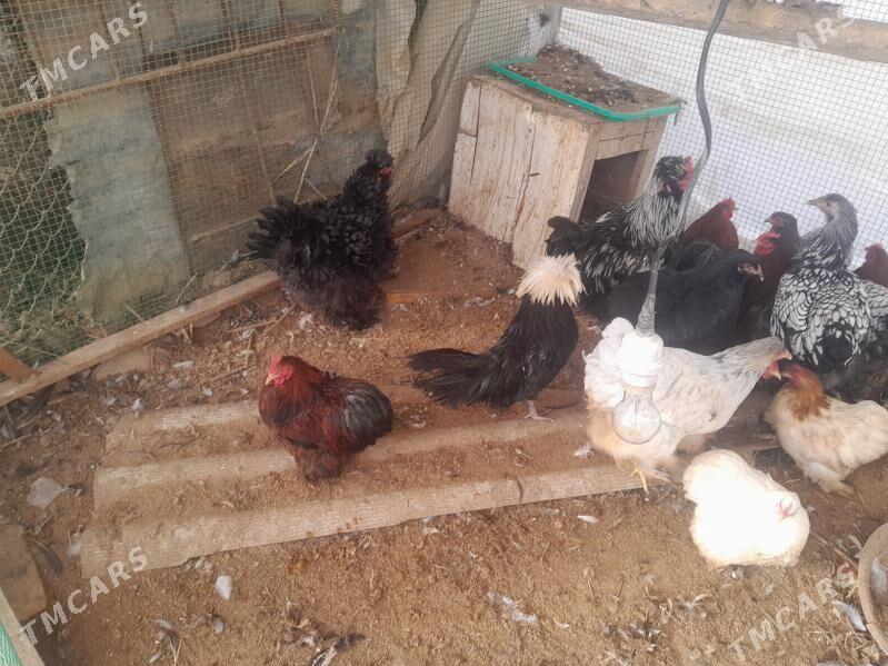 Towuk - Baýramaly - img 1