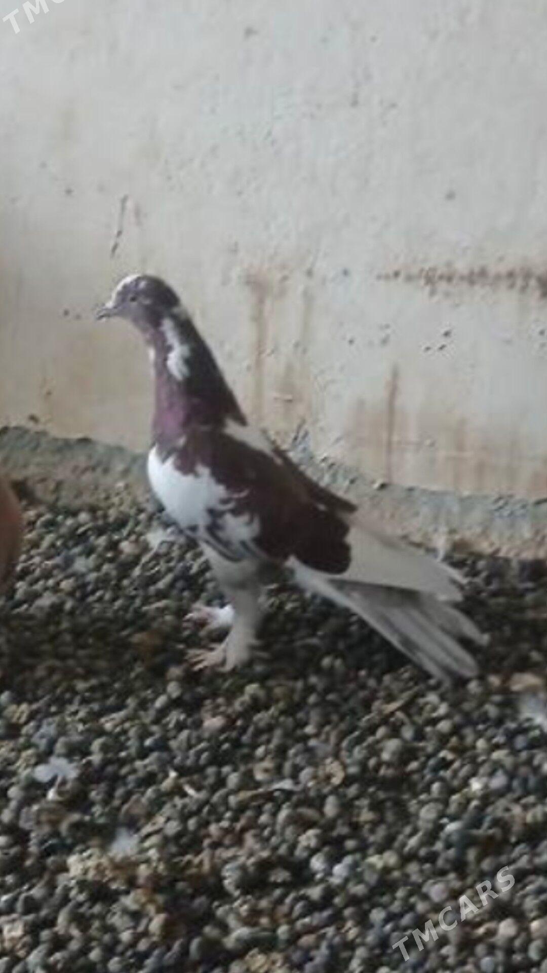 kepderi - Änew - img 1