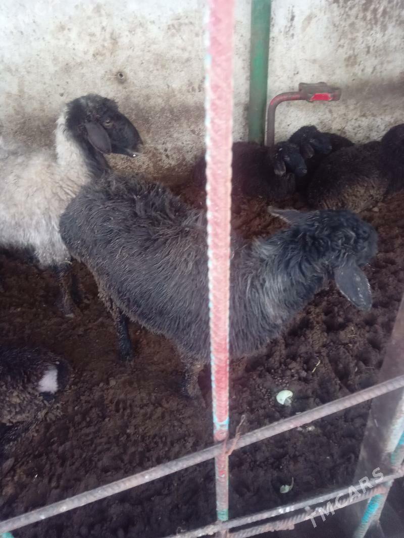 Goyun tokly - Ак-Бугдайский этрап - img 1