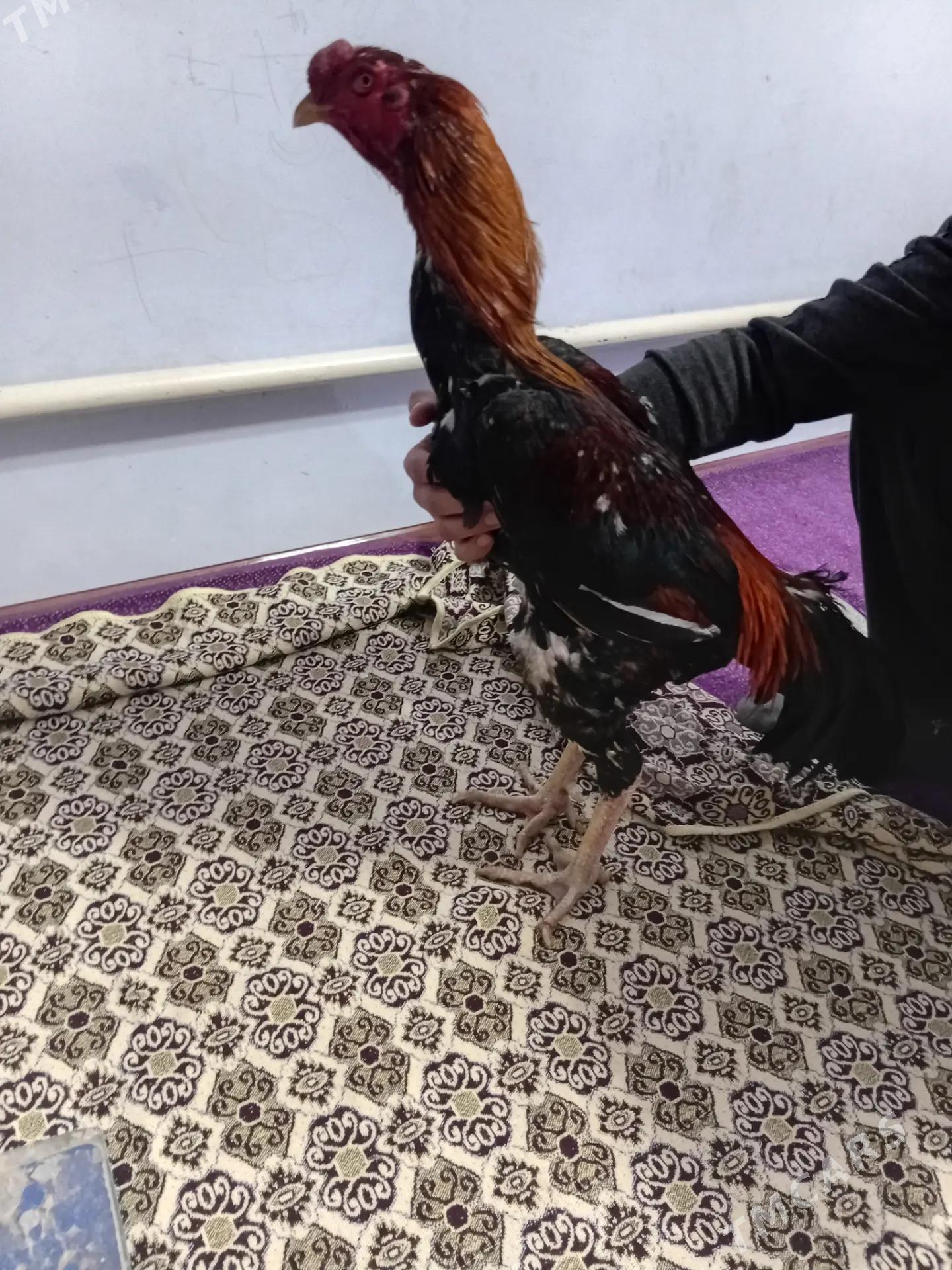 TAYIN HORAZ - Туркменабат - img 1