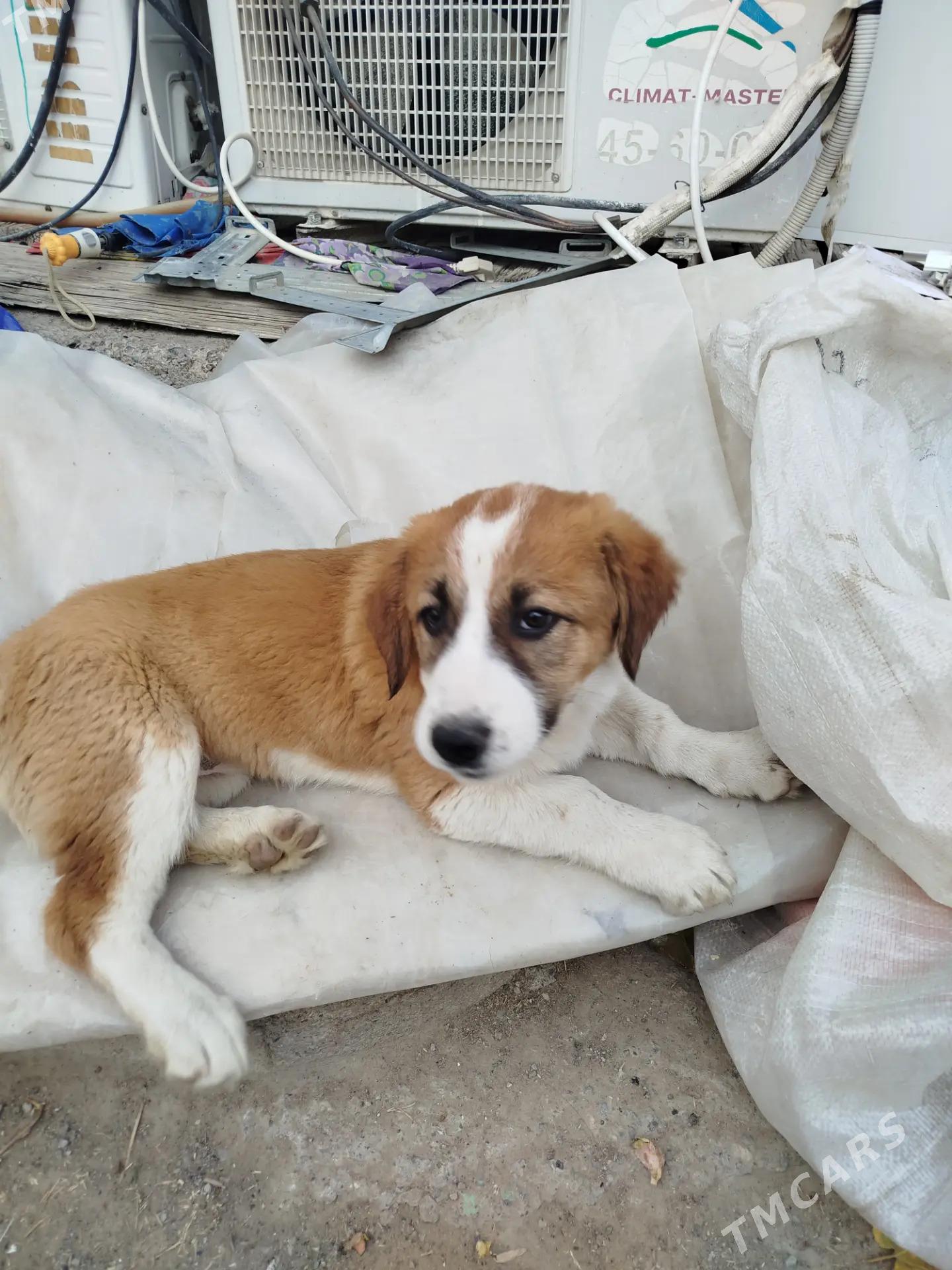 SENBERNAR PARODNY GUJUK - Гаудан "В" - img 1