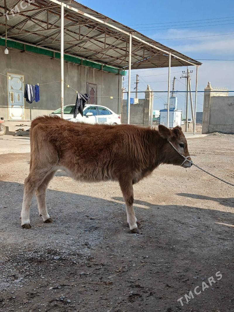 Swes Tuwe - Гёкдепе - img 1