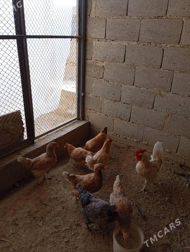 Tawuk - Балканабат - img 1