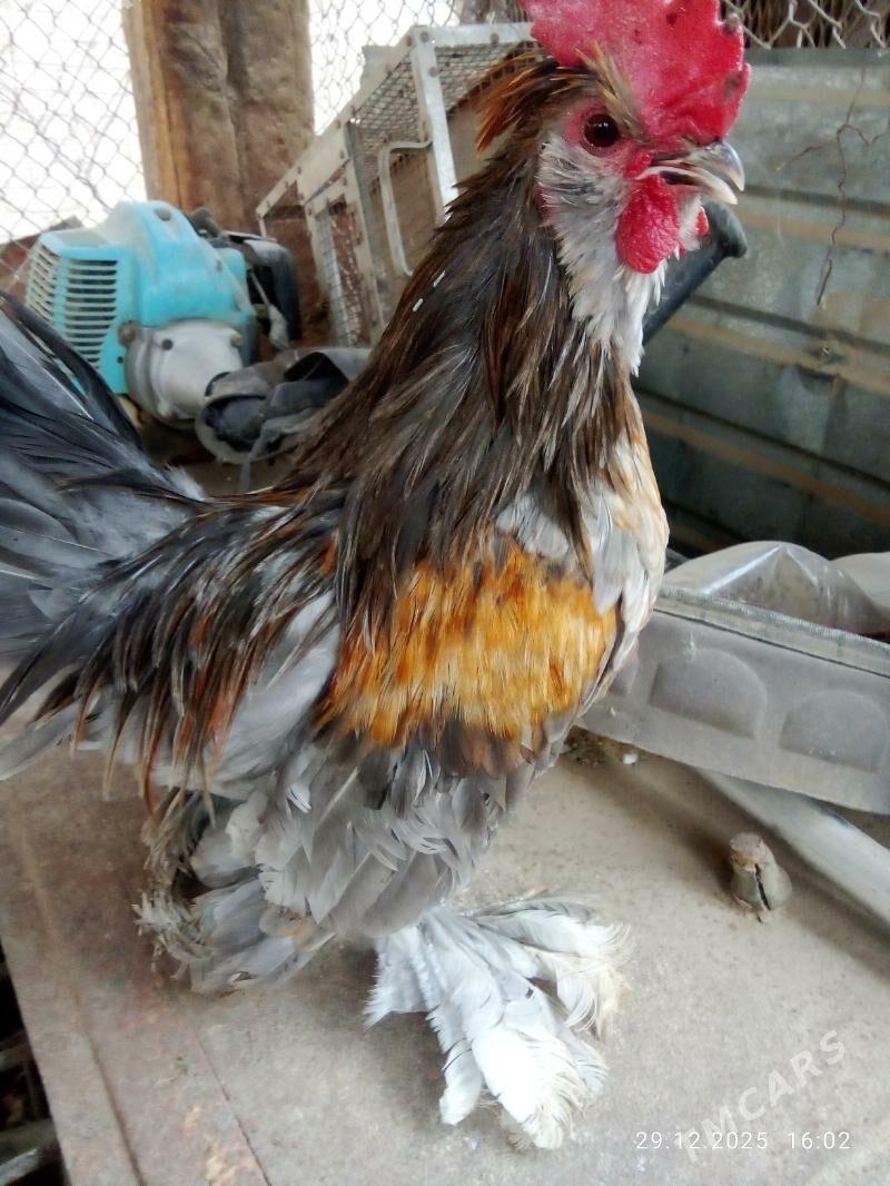 karlik yllaşyk bar - Туркменабат - img 1